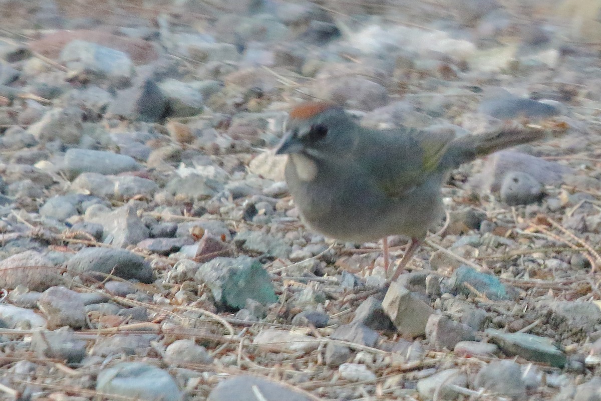 Green-tailed Towhee - ML635779801