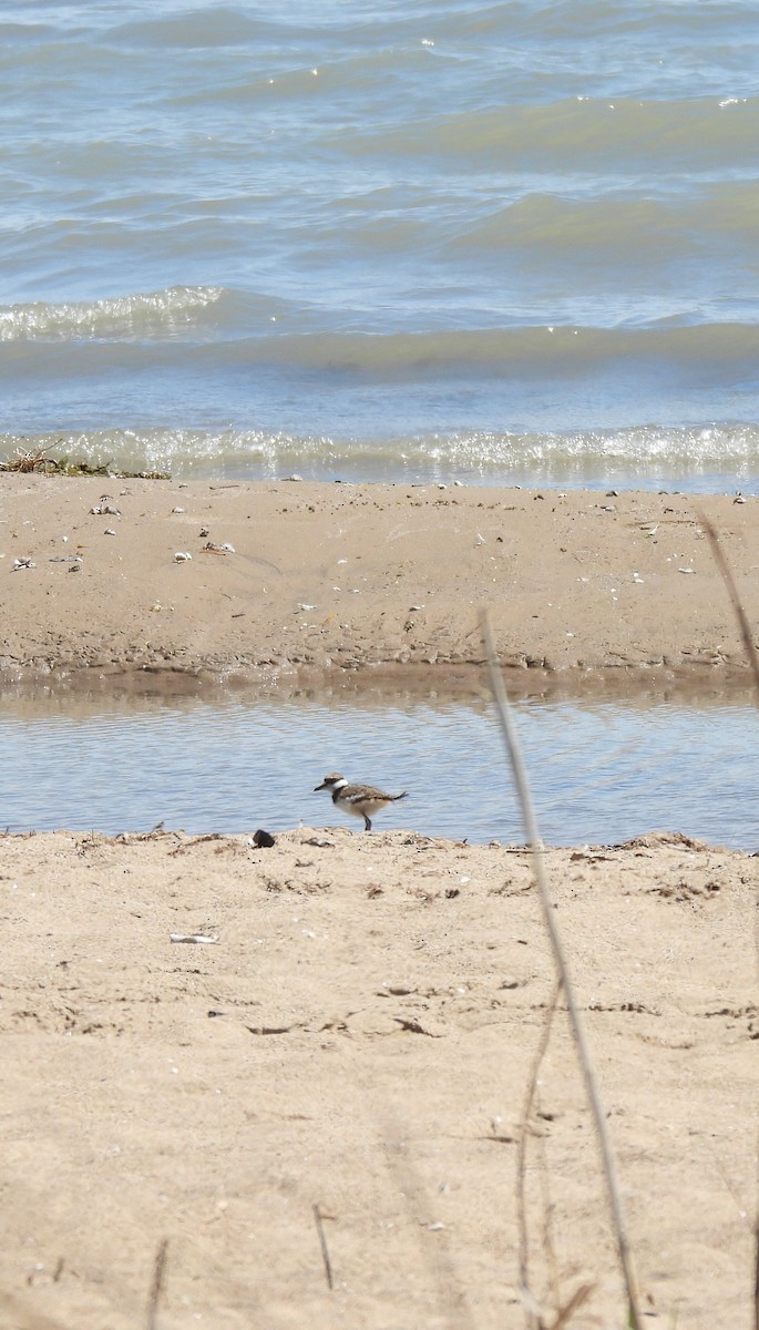Semipalmated Plover - ML635779867