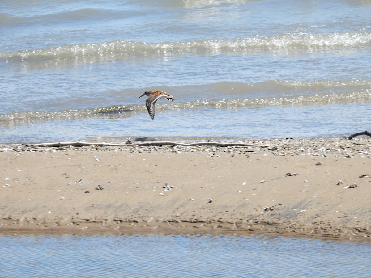 Dunlin - ML635779892