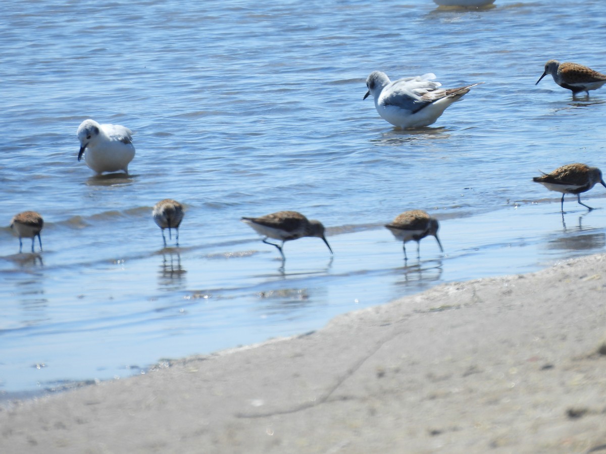 Dunlin - ML635779893