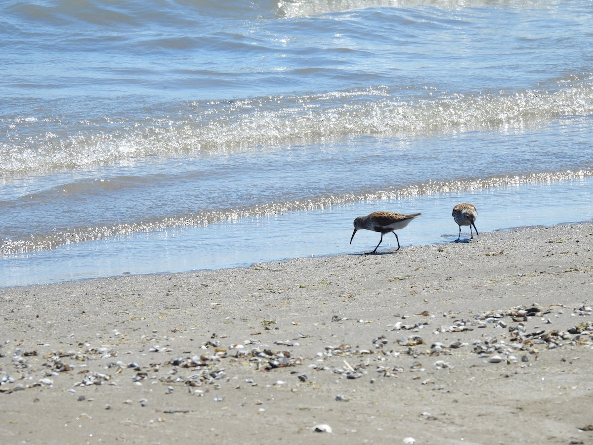 Dunlin - ML635779894