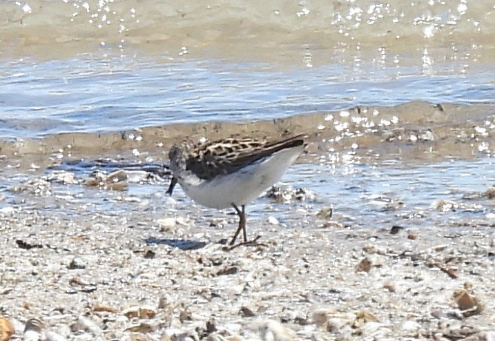 Semipalmated Sandpiper - ML635779914