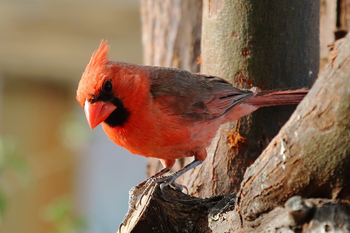Northern Cardinal - ML635779958