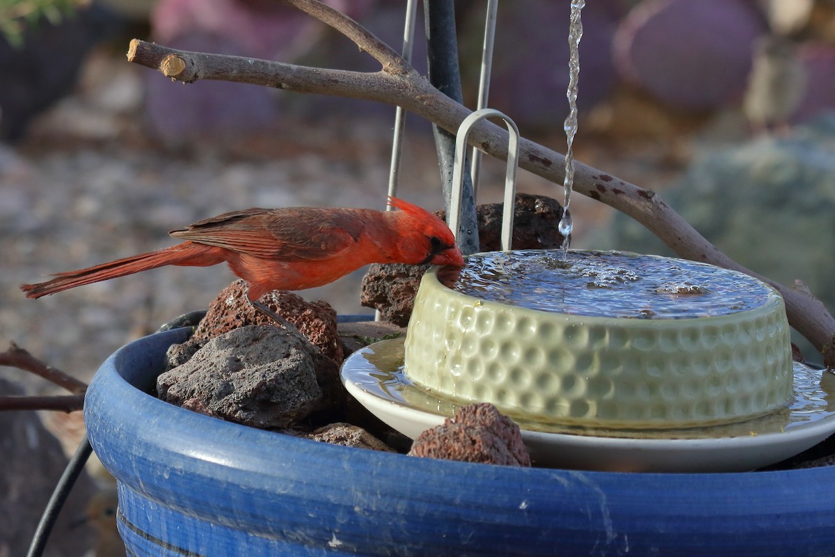 Northern Cardinal - ML635779960