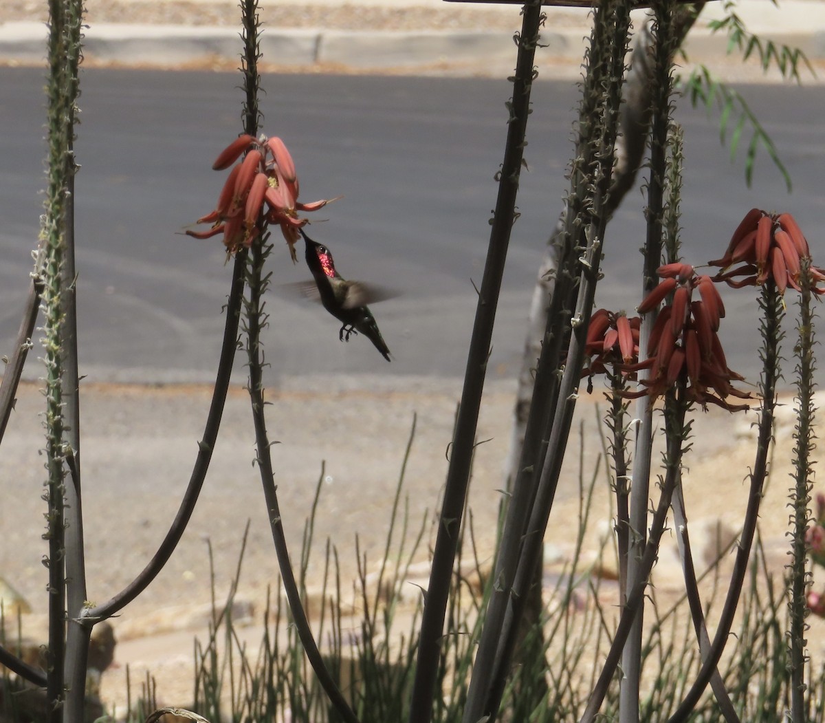 Anna's Hummingbird - ML635780086