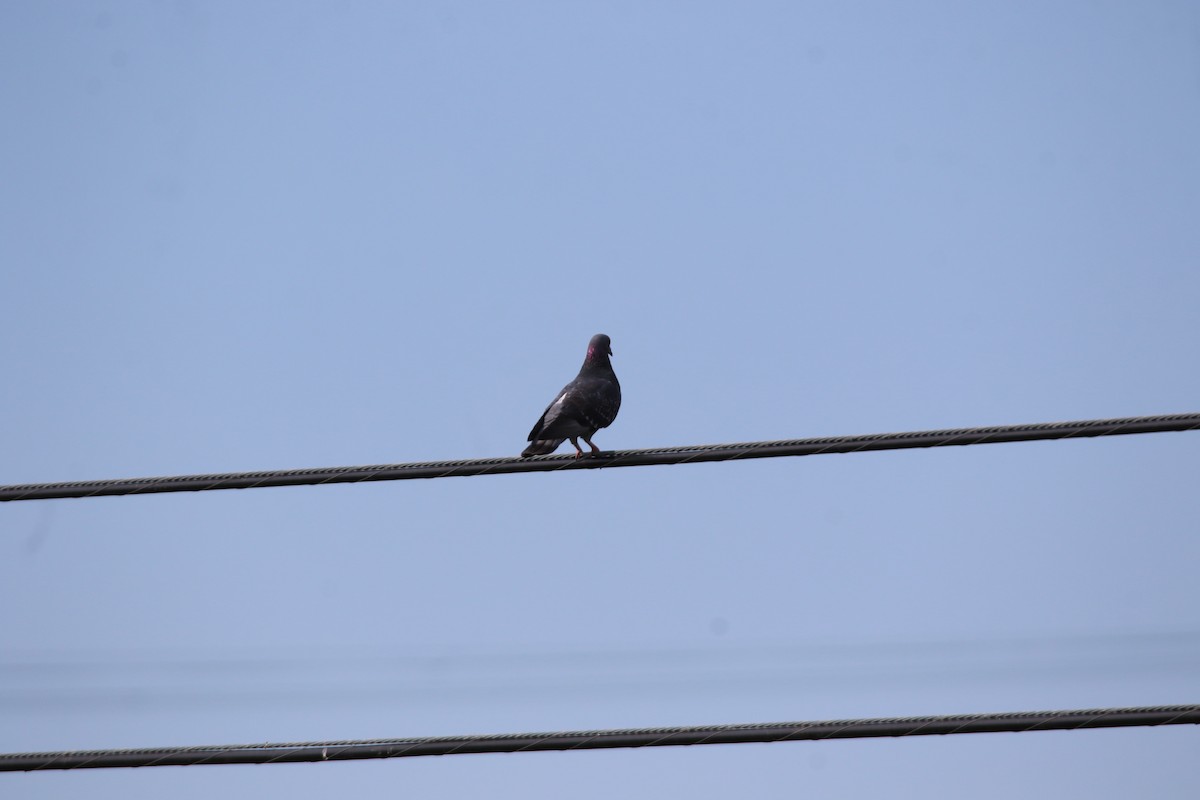 Rock Pigeon (Feral Pigeon) - ML635780268