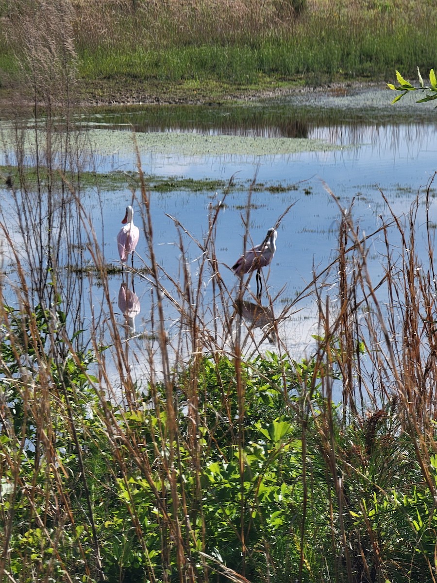 Roseate Spoonbill - ML635780288