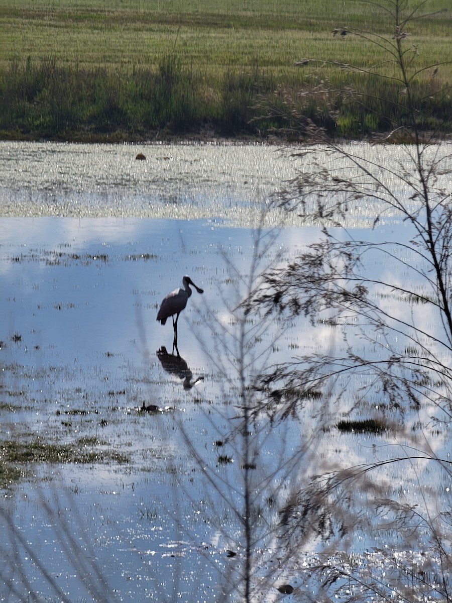 Roseate Spoonbill - ML635780365