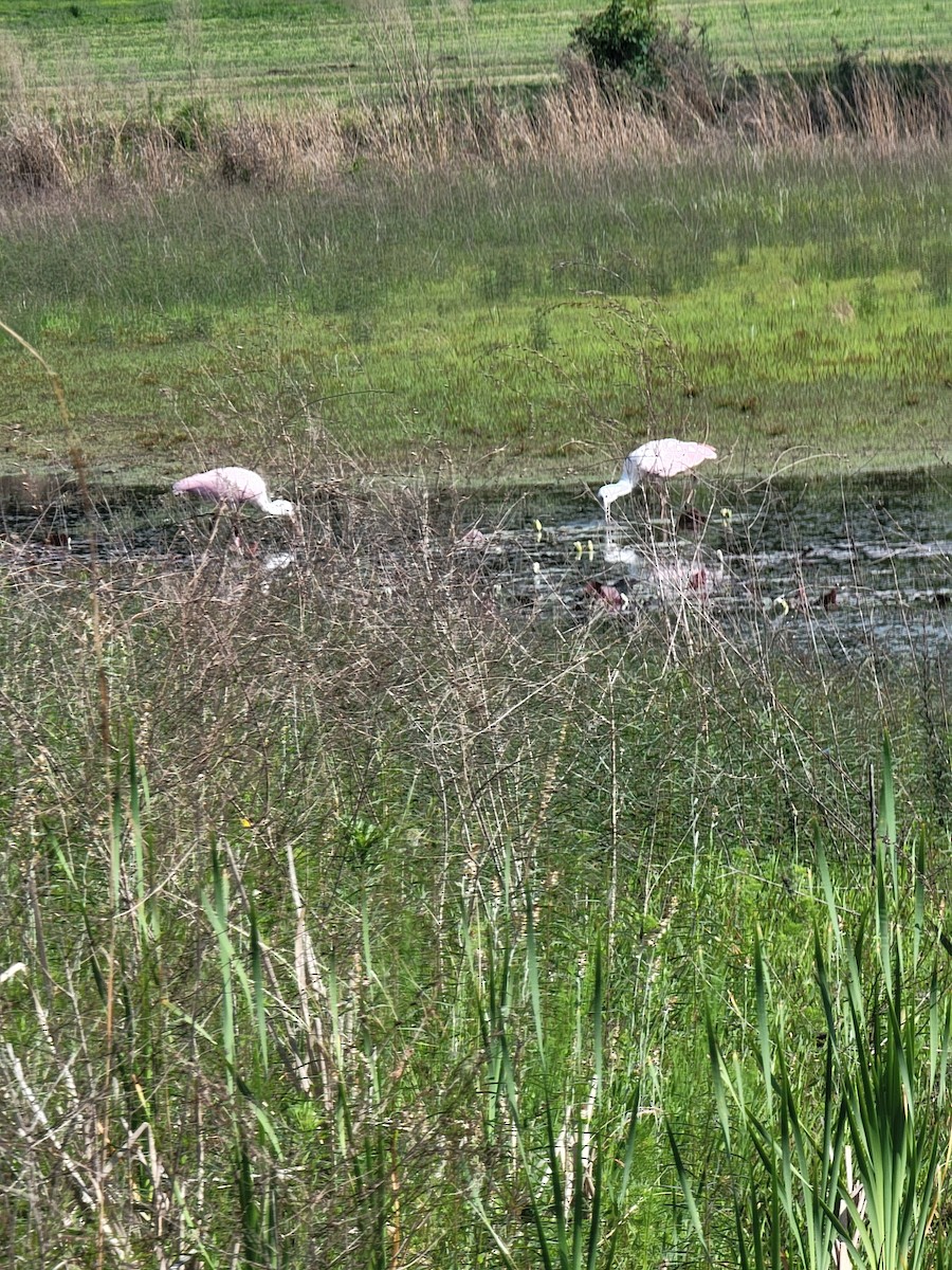 Roseate Spoonbill - ML635780388