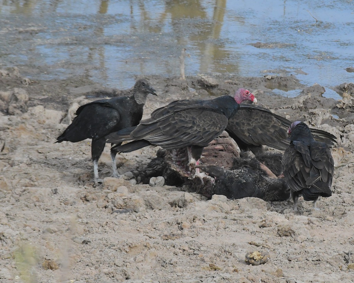Black Vulture - ML635780420