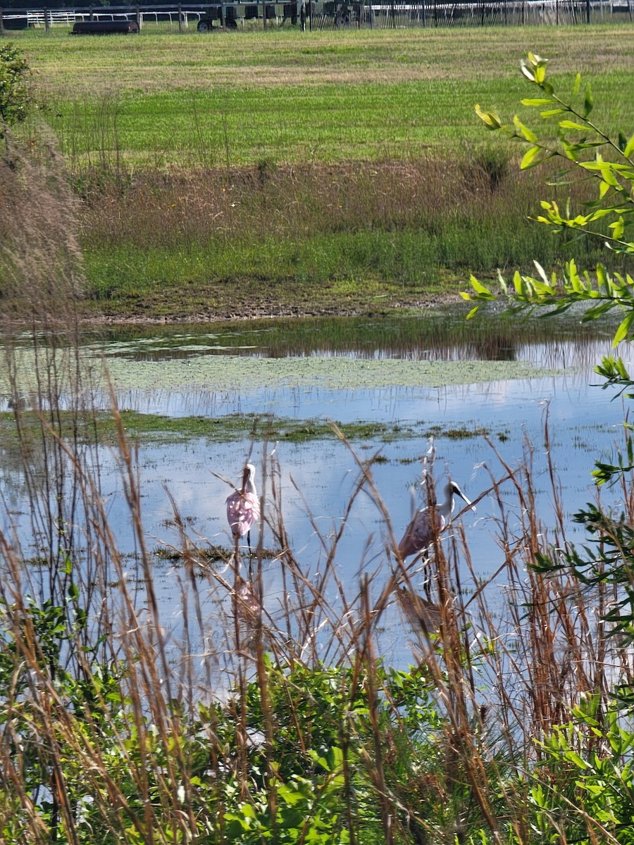 Roseate Spoonbill - ML635780421