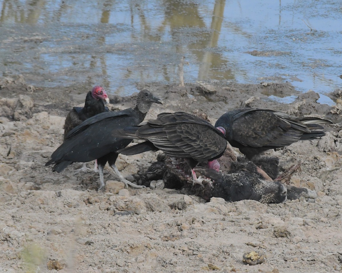 Black Vulture - ML635780490