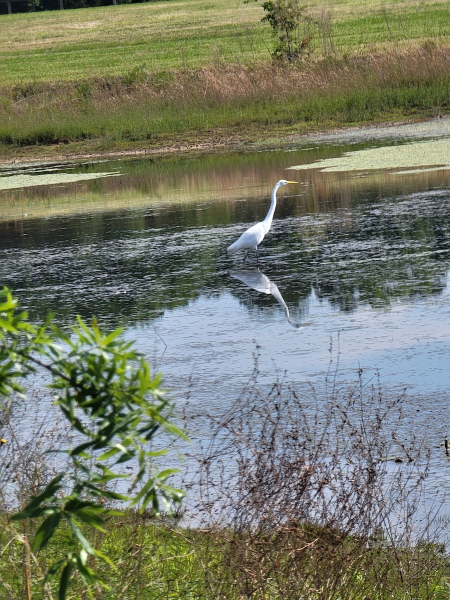 Цасч дэглий - ML635780665