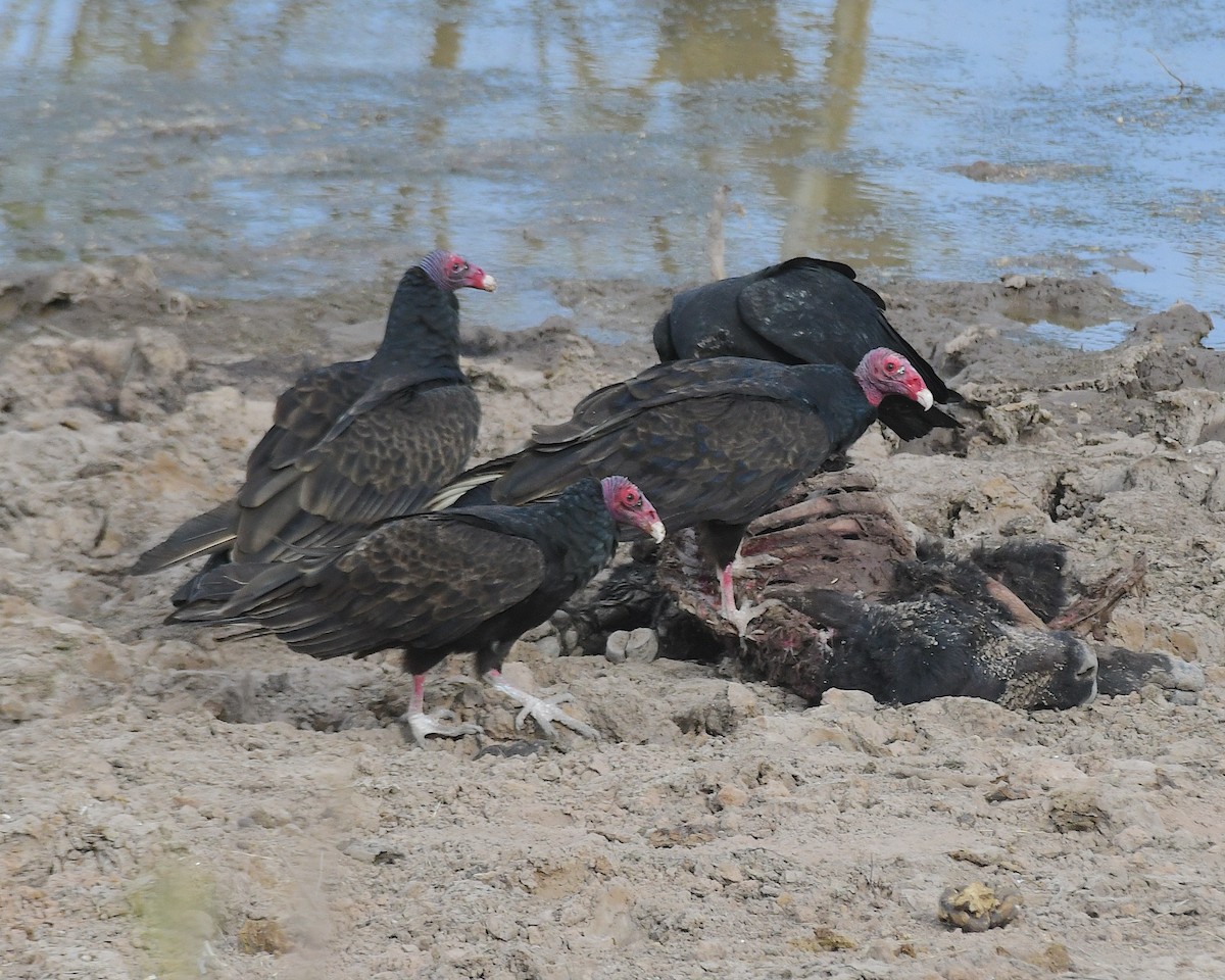 Turkey Vulture - ML635780700