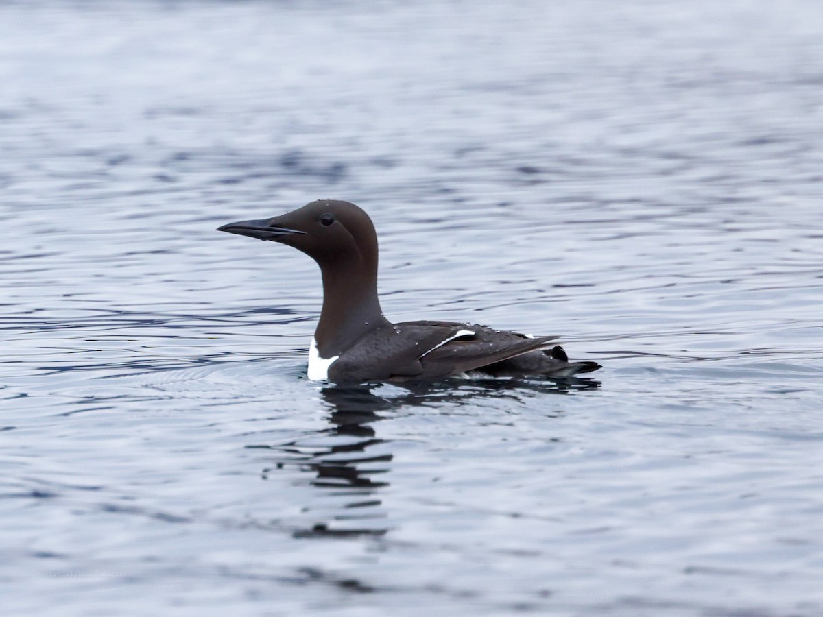 Common Murre - ML635780709