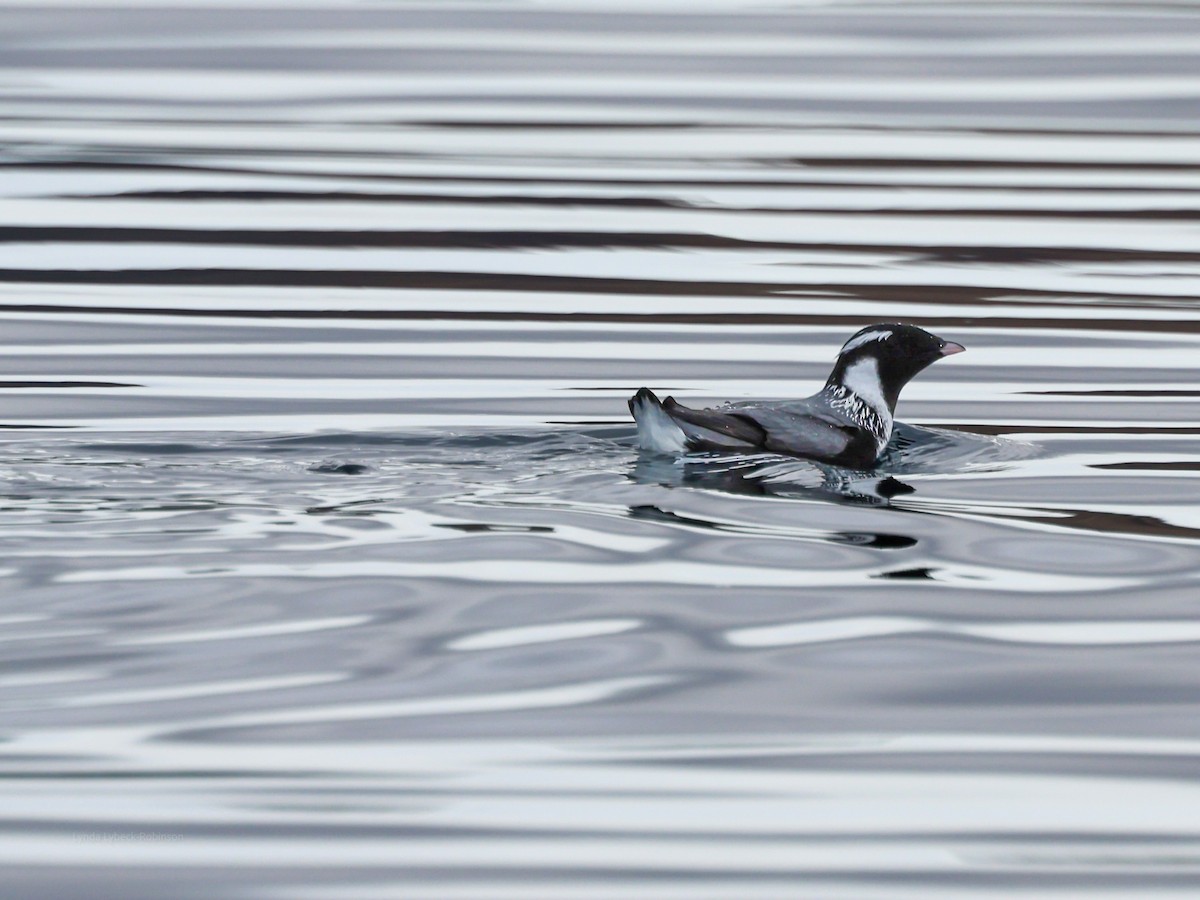 Ancient Murrelet - ML635780731