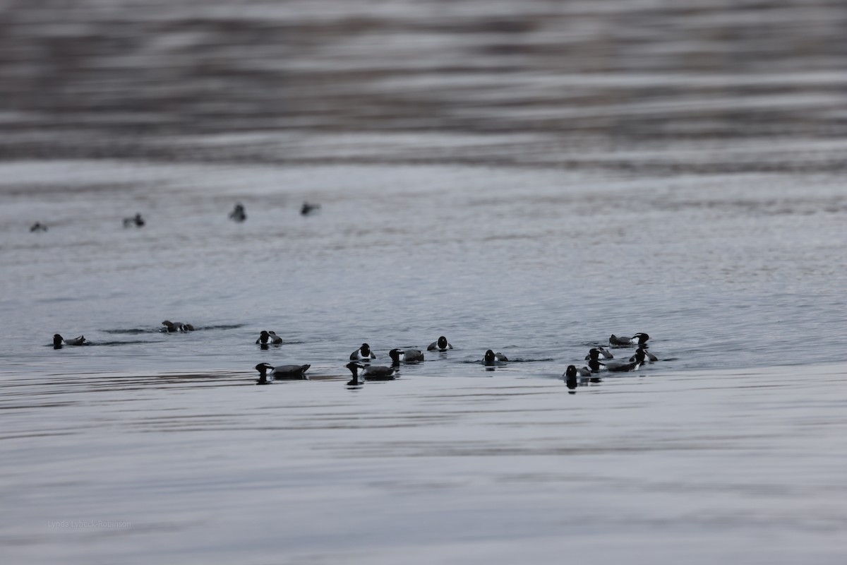 Ancient Murrelet - ML635780734
