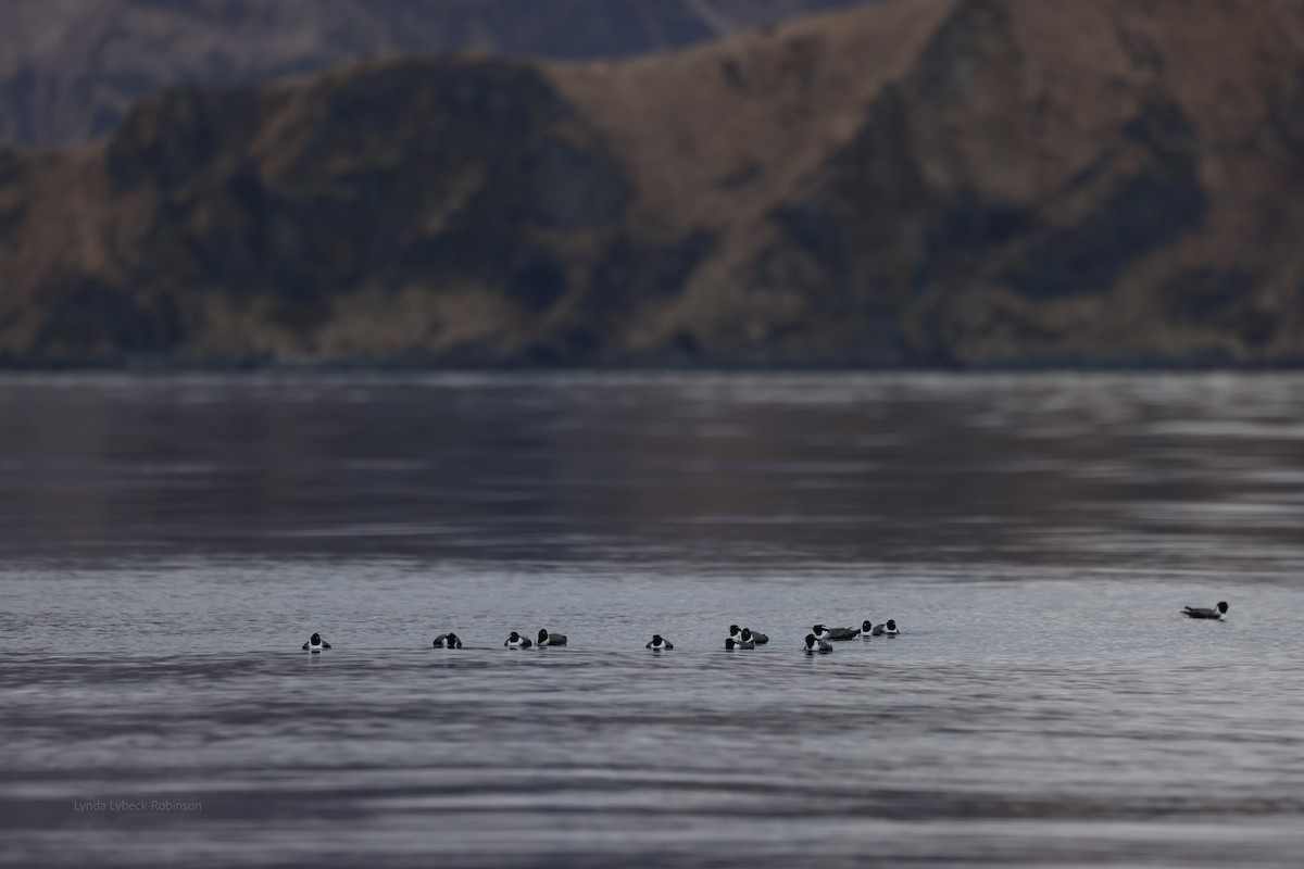 Ancient Murrelet - ML635780735
