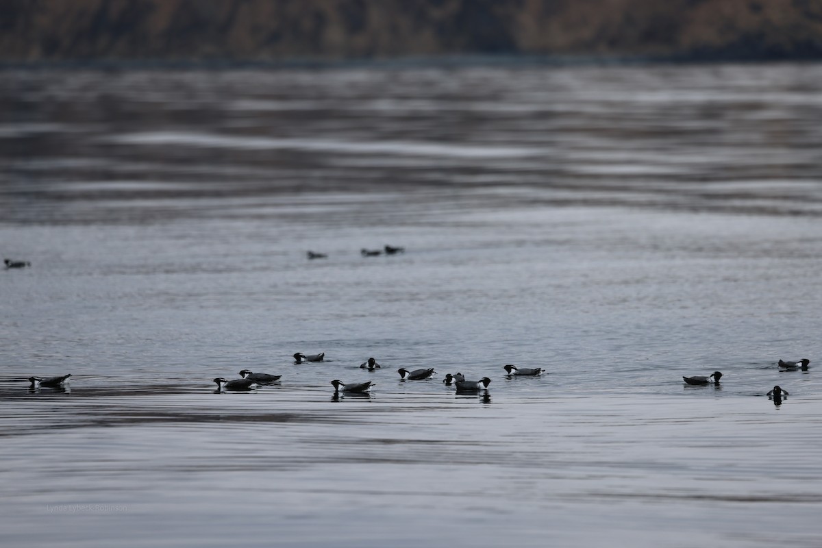 Ancient Murrelet - ML635780736