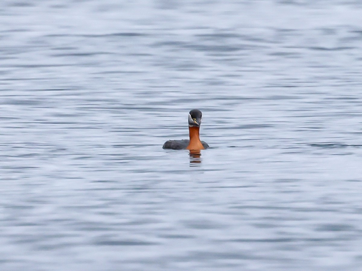 Red-necked Grebe - ML635780746