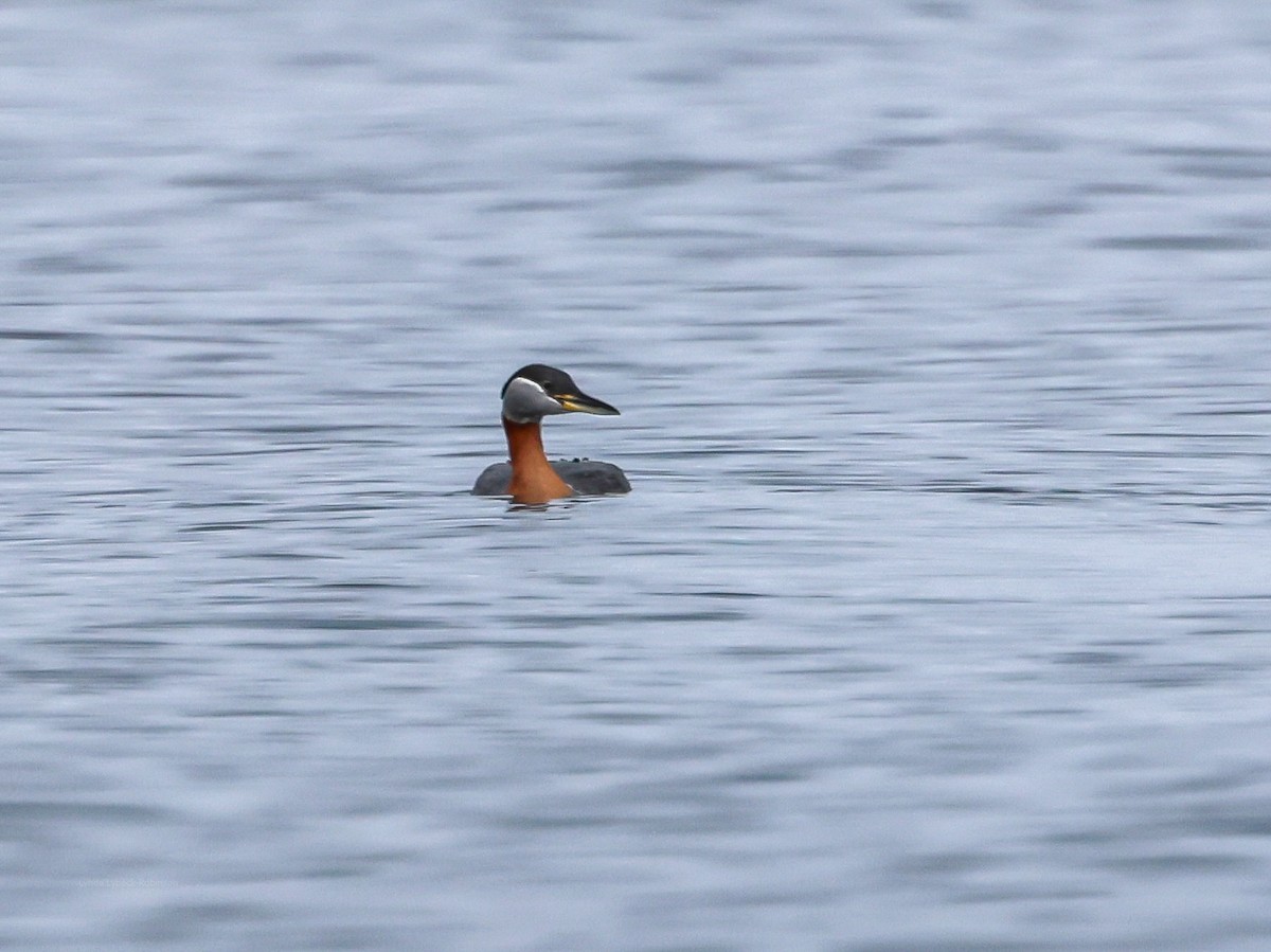 Red-necked Grebe - ML635780747