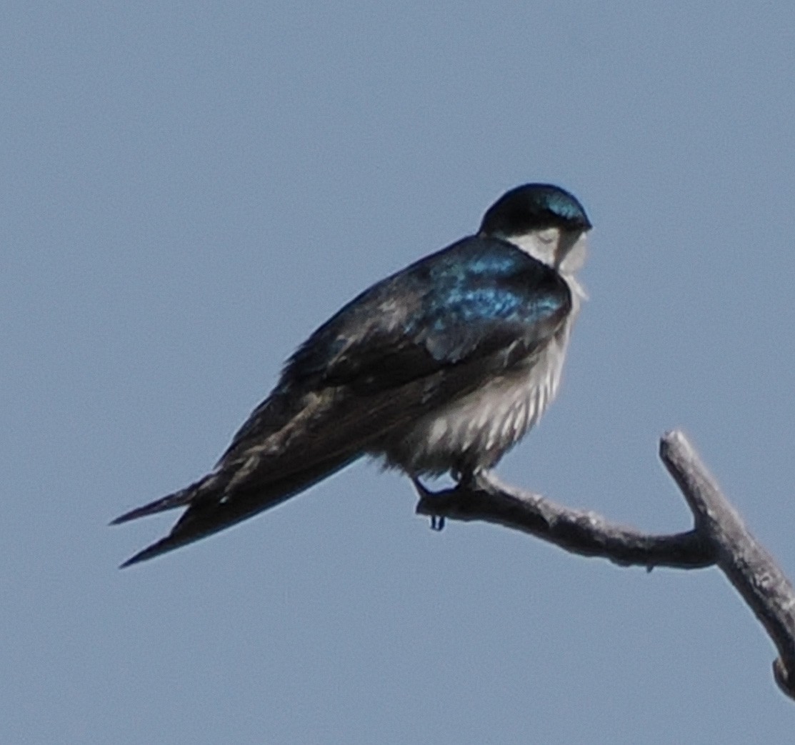 Tree Swallow - ML635780772