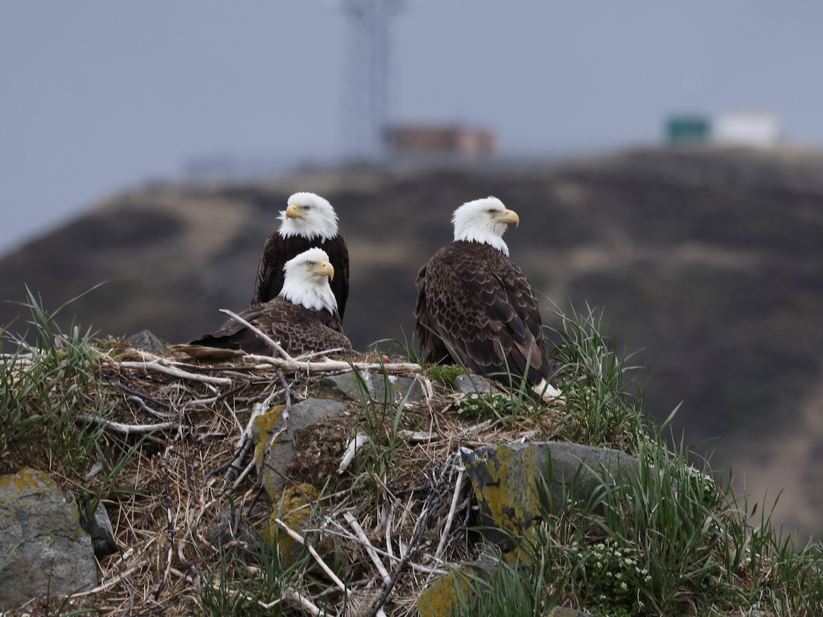 Bald Eagle - ML635780793