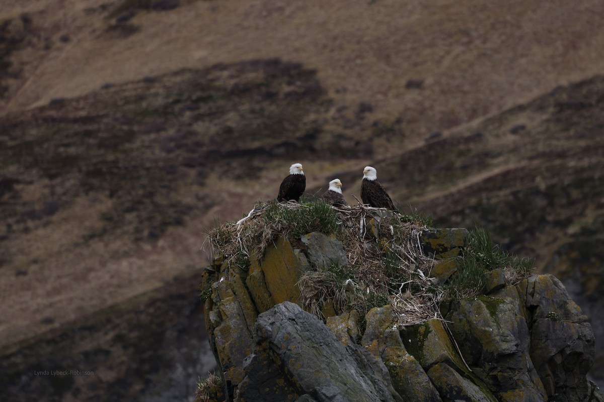 Bald Eagle - ML635780794