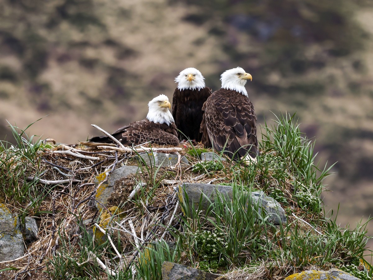 Bald Eagle - ML635780795