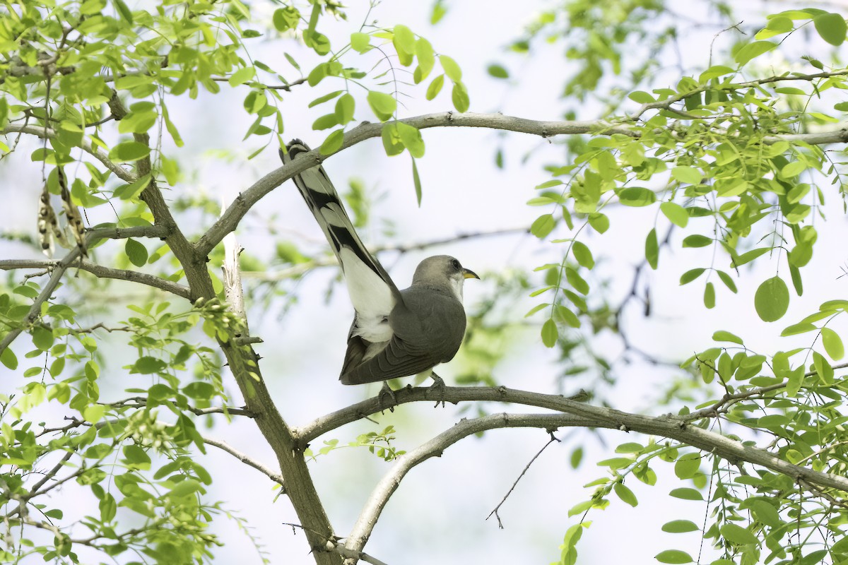 Yellow-billed Cuckoo - ML635780847