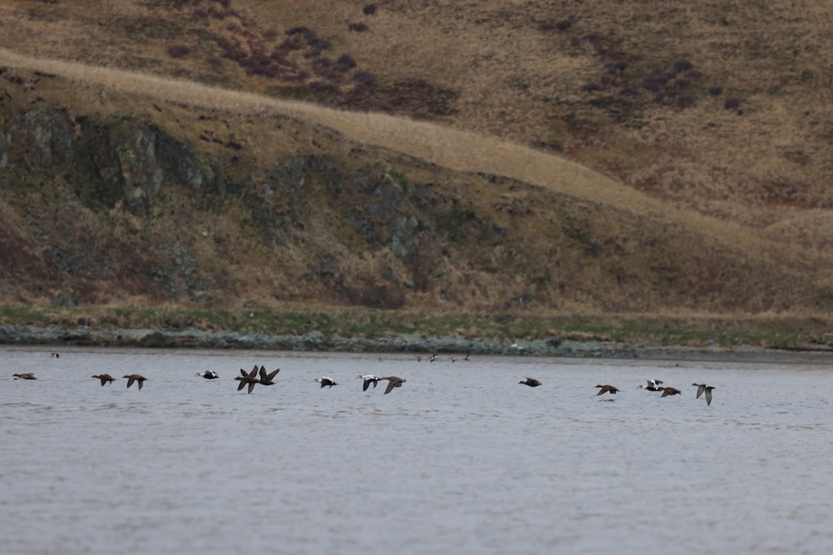 Common Eider - ML635780879