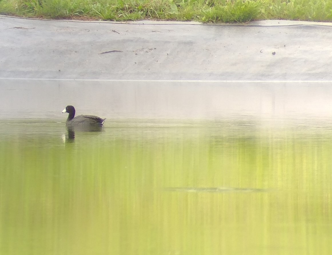 American Coot - ML635780887