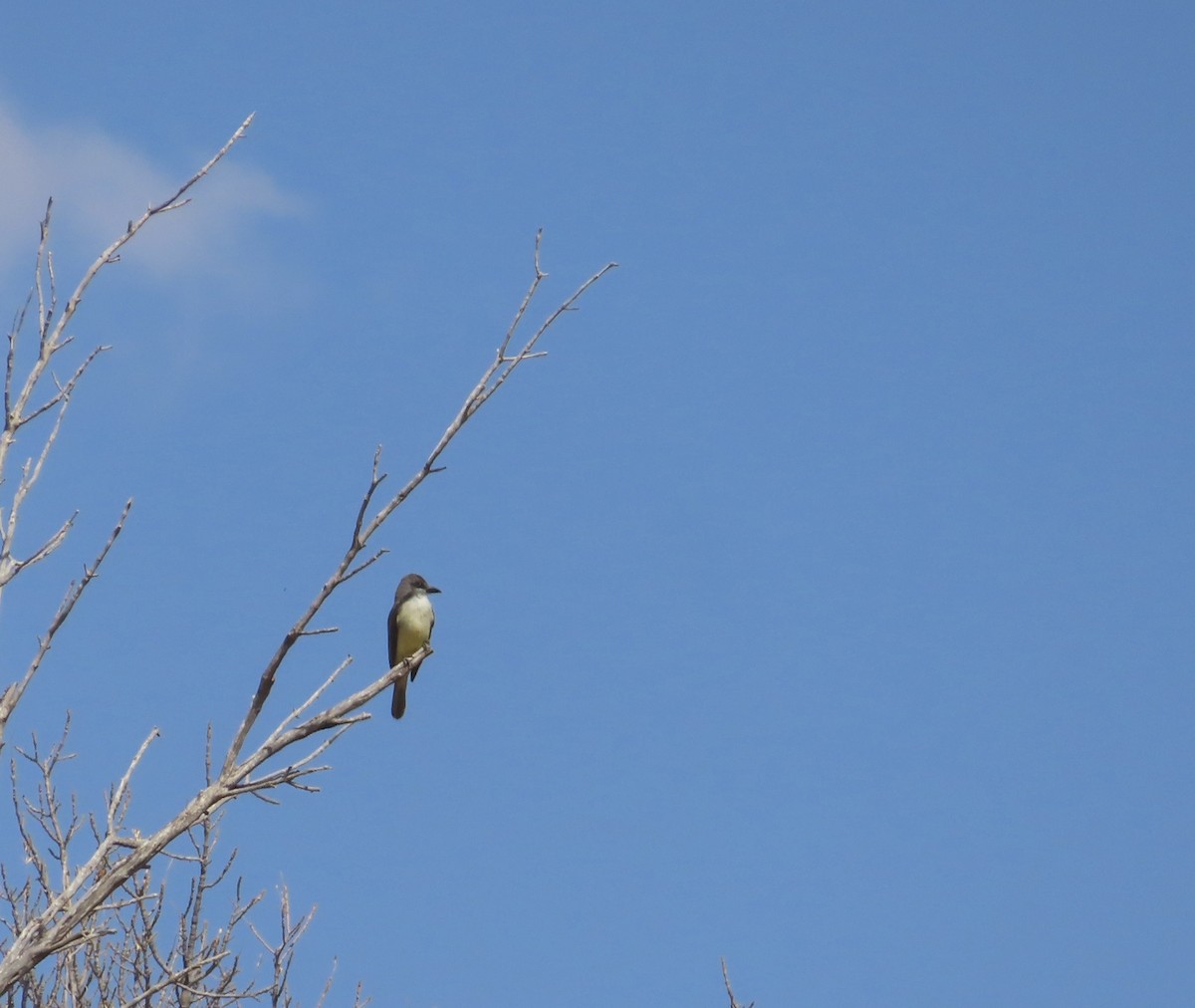 Thick-billed Kingbird - ML635780975