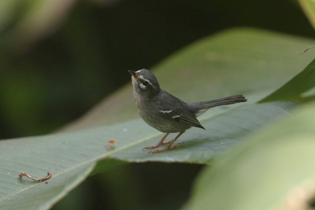 Plumbeous Warbler - ML635781100