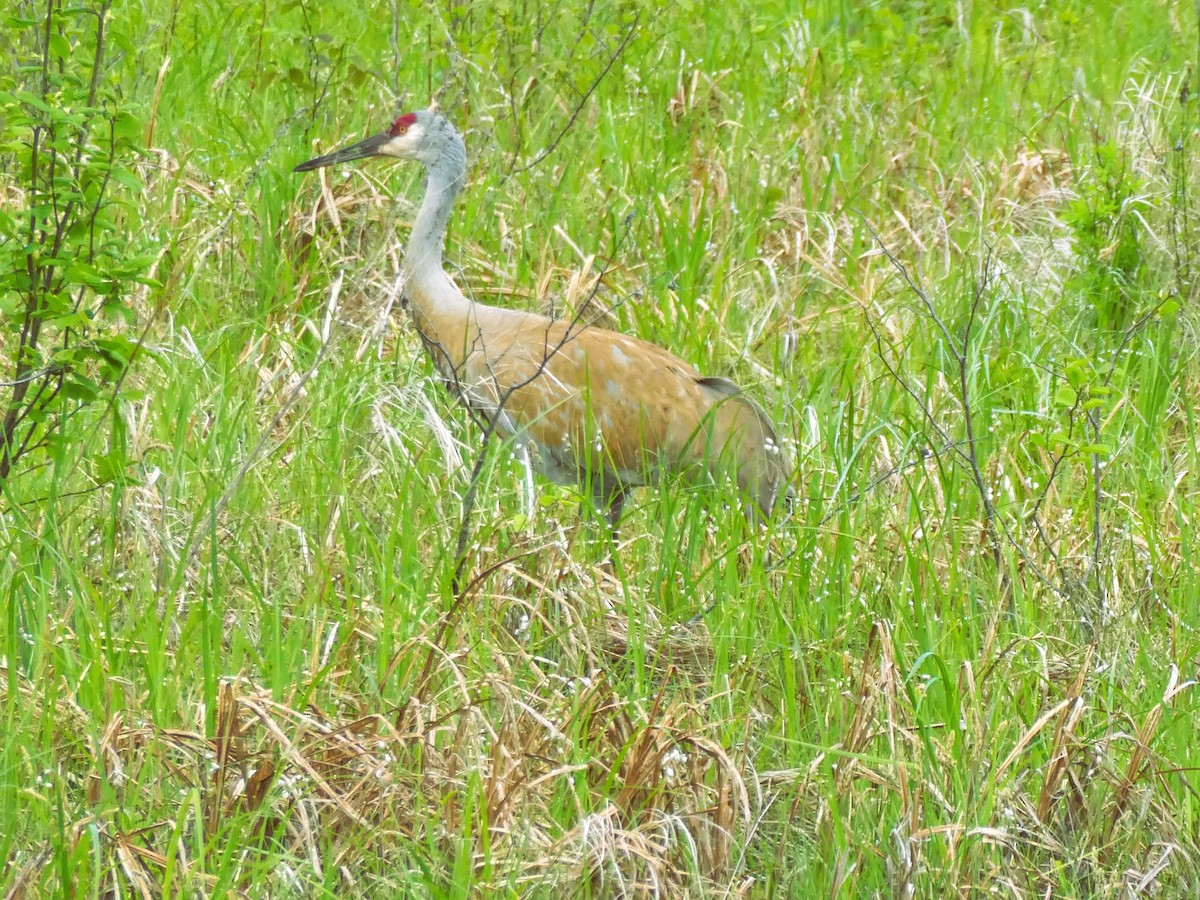 Sandhill Crane - ML635781289