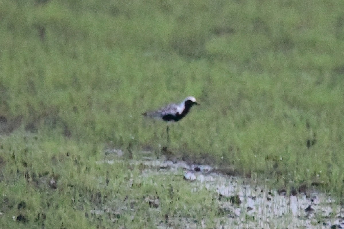 Black-bellied Plover - ML635781295