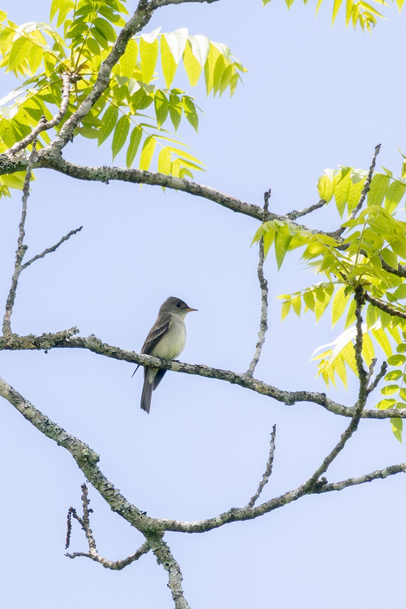 Eastern Wood-Pewee - ML635781494
