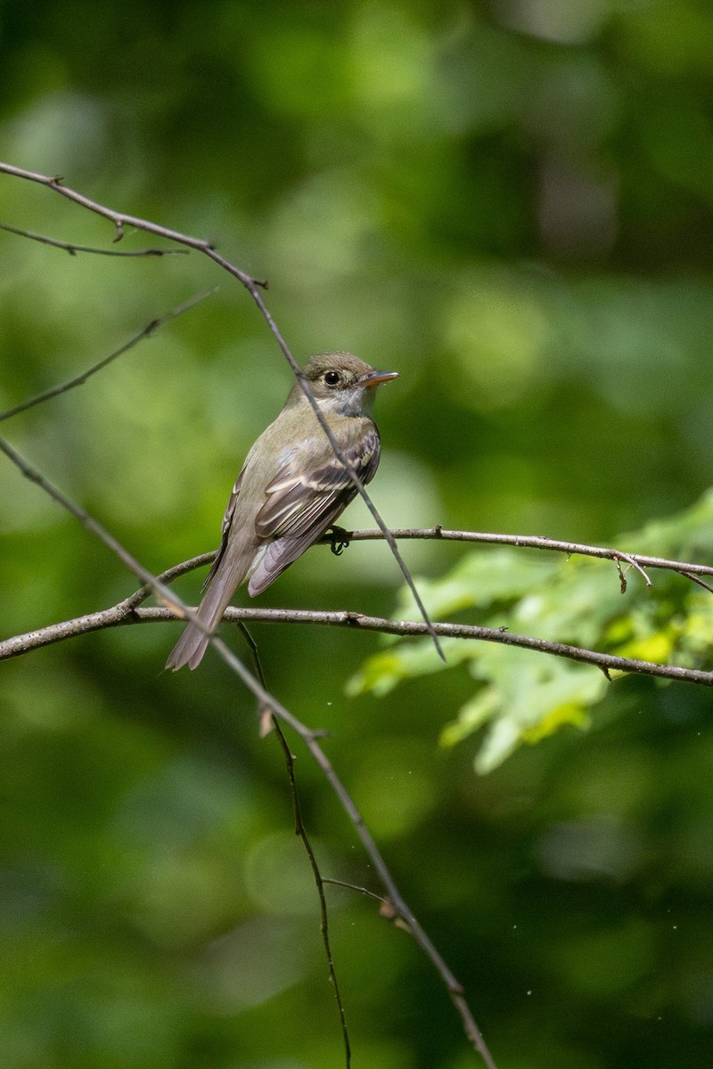 Acadian Flycatcher - ML635781515