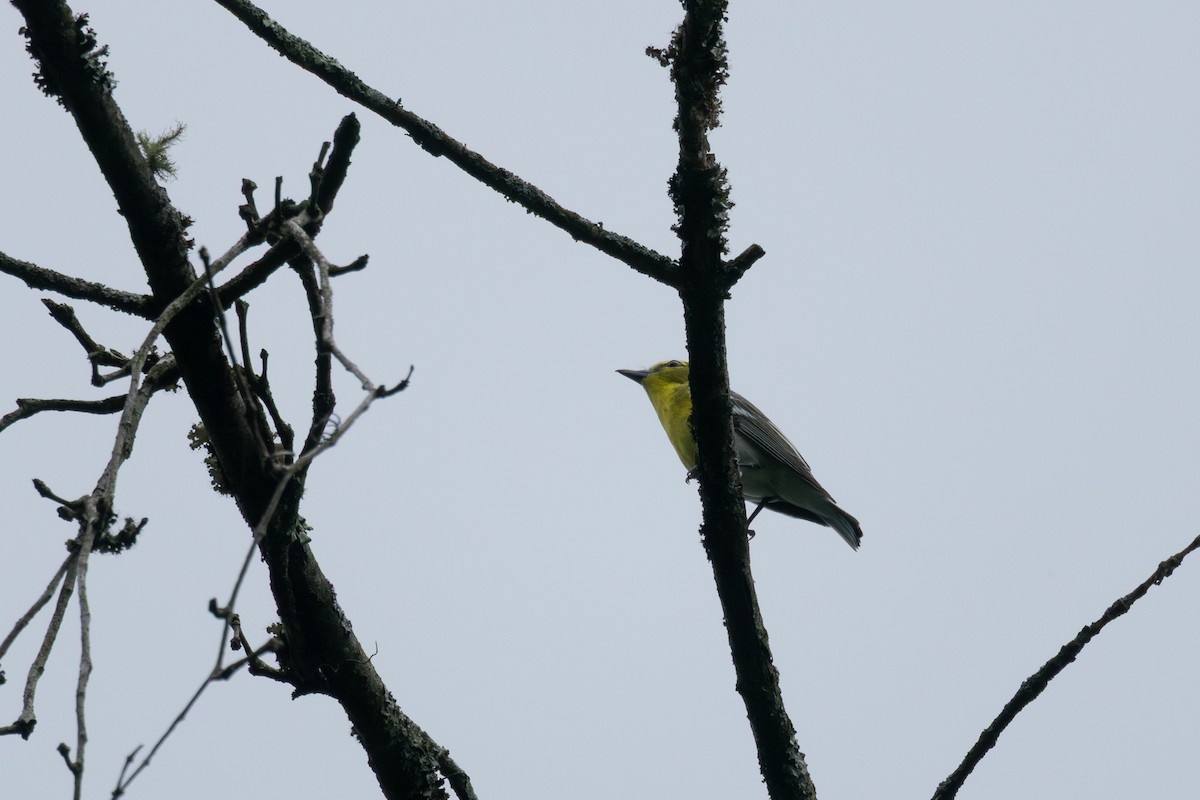 Yellow-throated Vireo - ML635781521