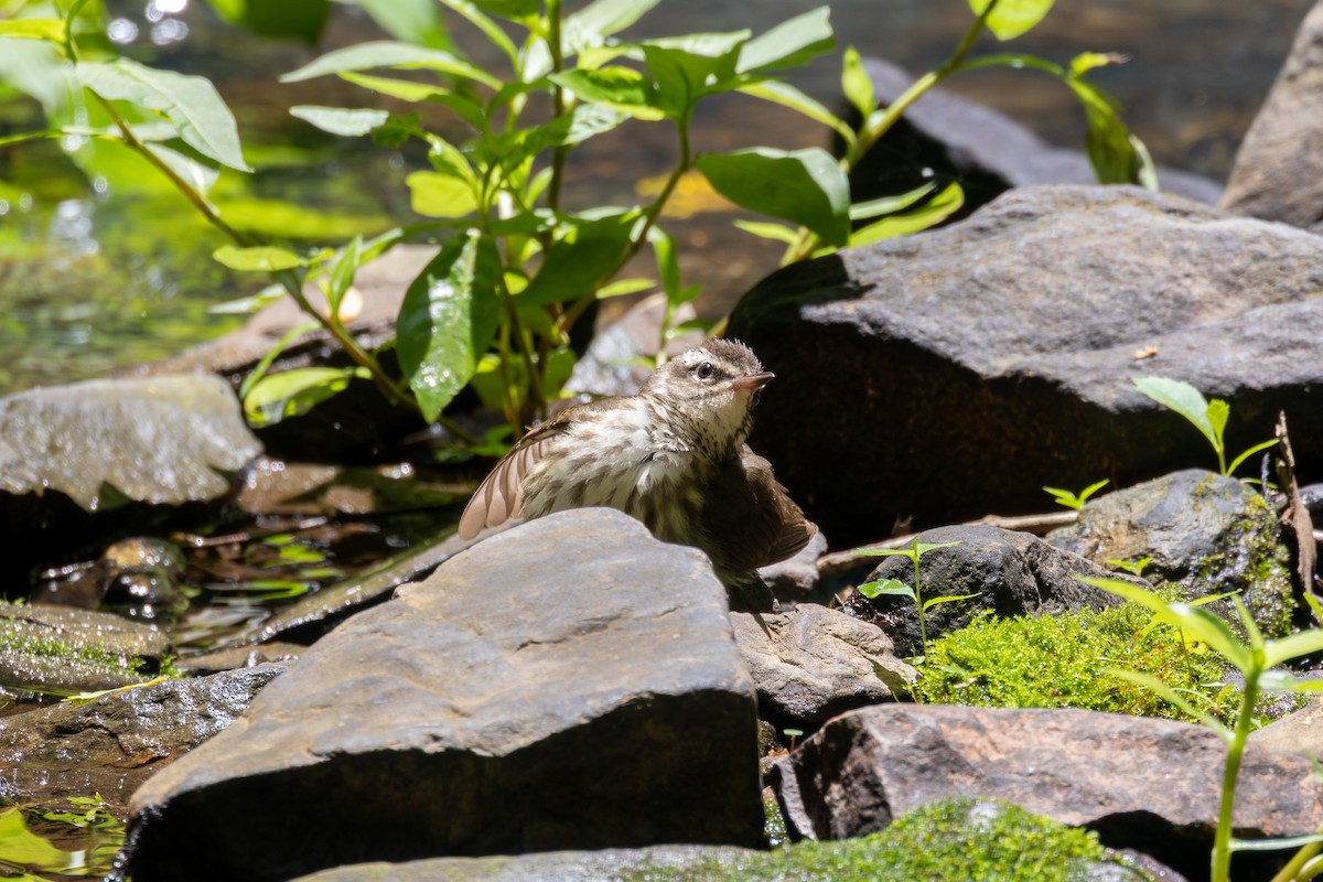 Louisiana Waterthrush - ML635781531