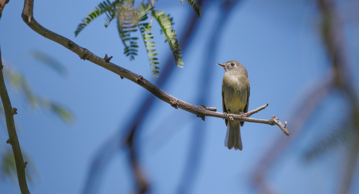 Dusky Flycatcher - ML635781609