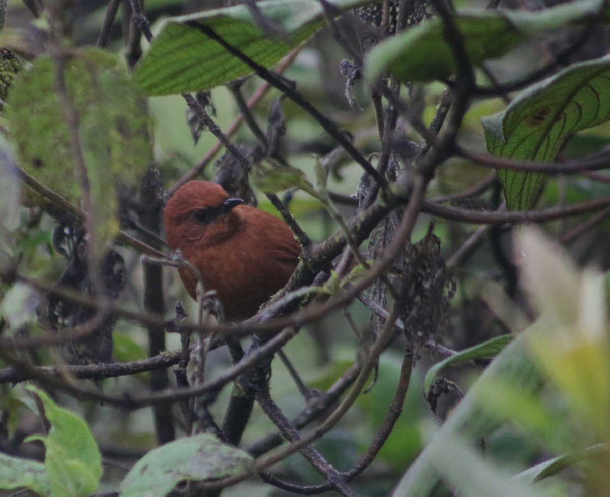 Rufous Spinetail - ML635781649