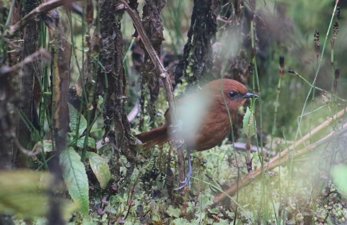 Rufous Spinetail - ML635781674