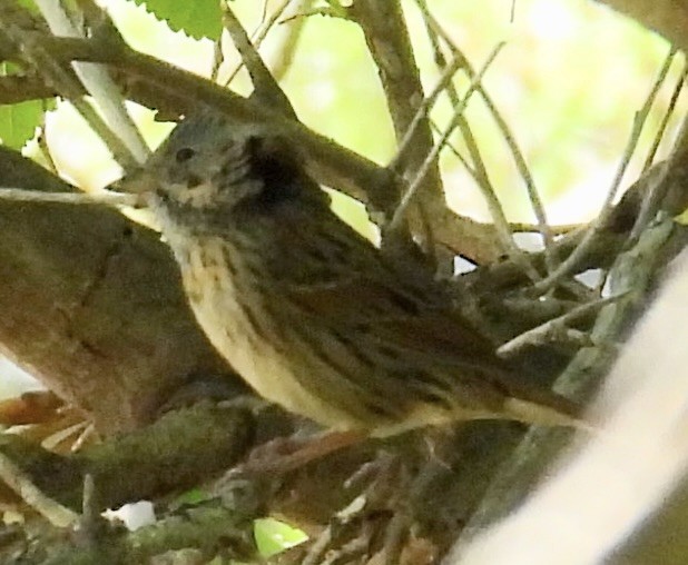 Lincoln's Sparrow - ML635781802