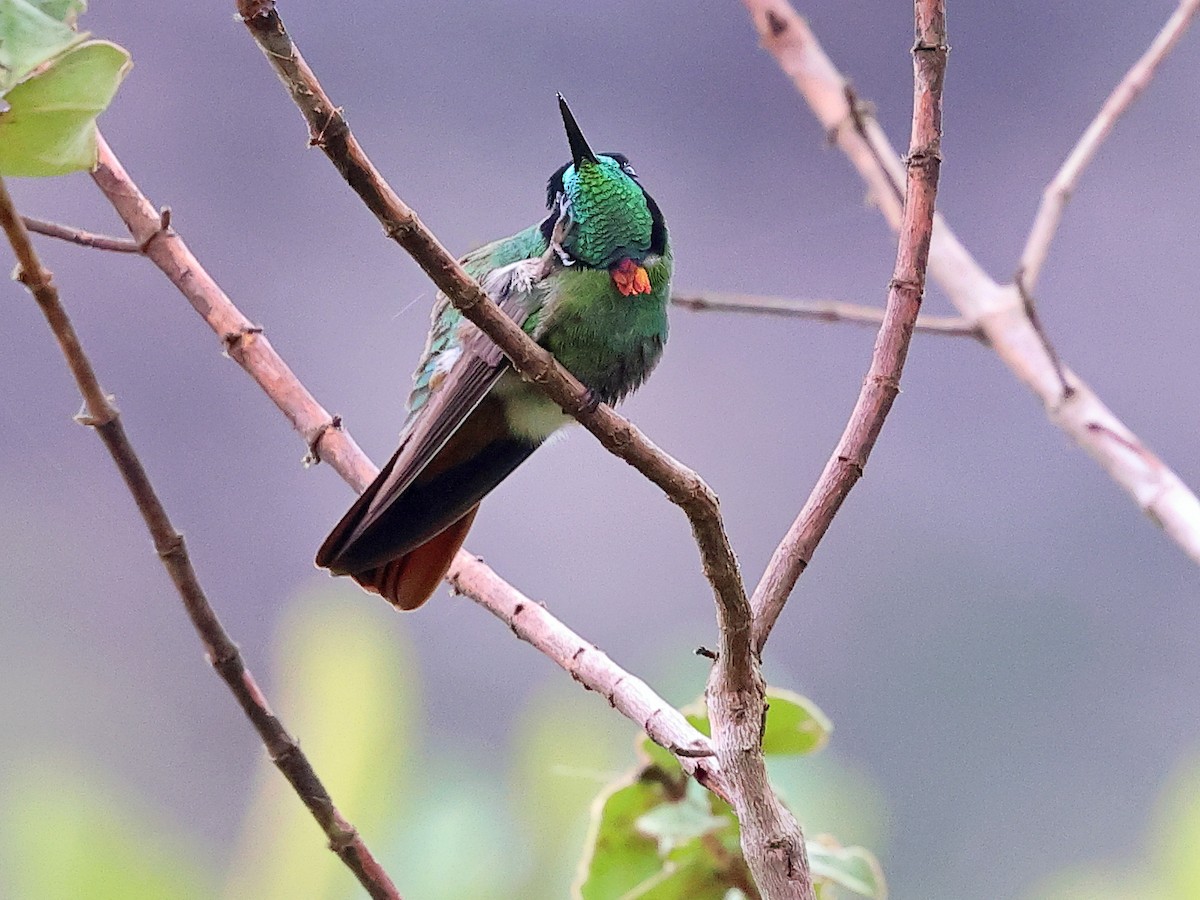 Başlıklı Kolibri - ML635781854