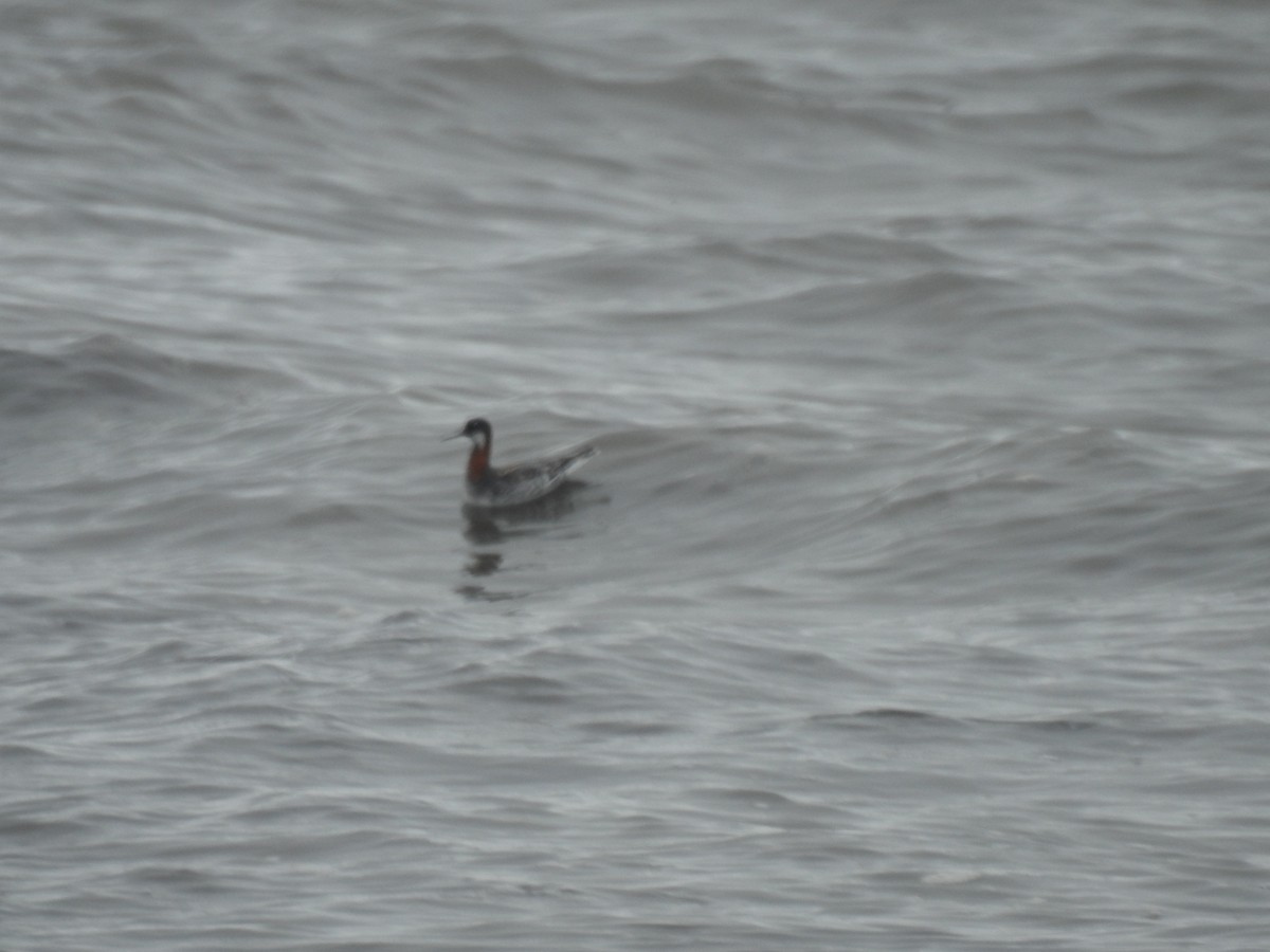 Red-necked Phalarope - ML635781860
