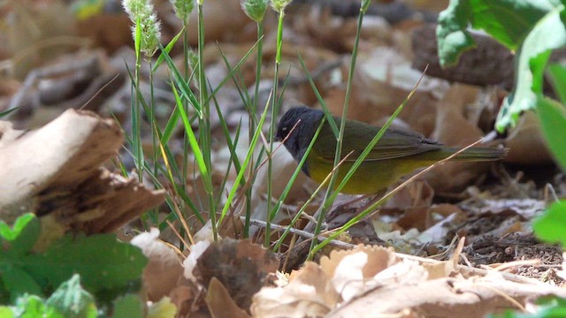 MacGillivray's Warbler - ML635781881