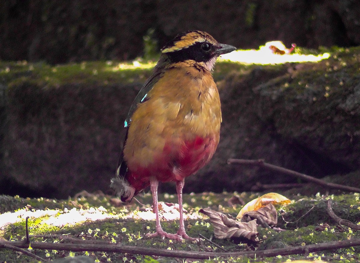 African Pitta - ML635781895