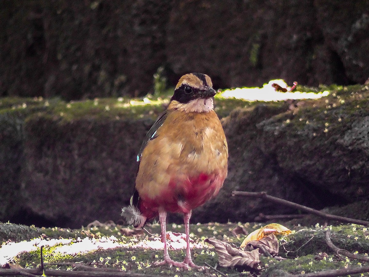 African Pitta - ML635781896