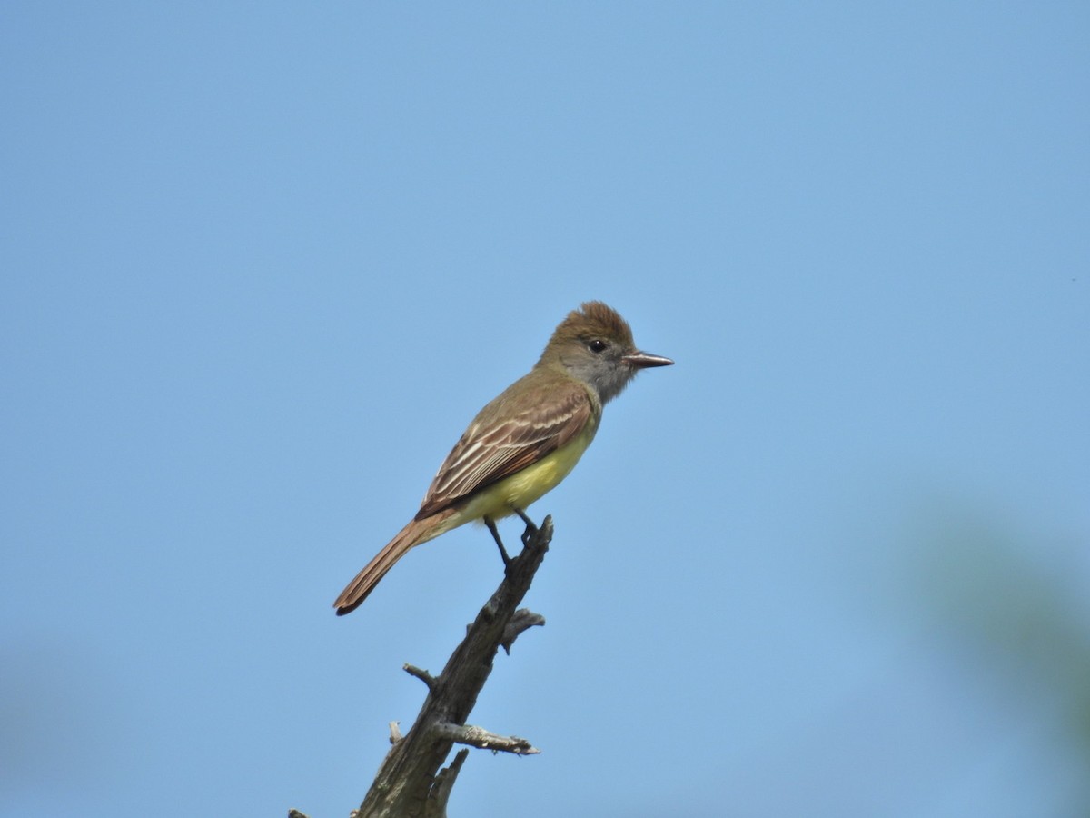 Great Crested Flycatcher - ML635781938